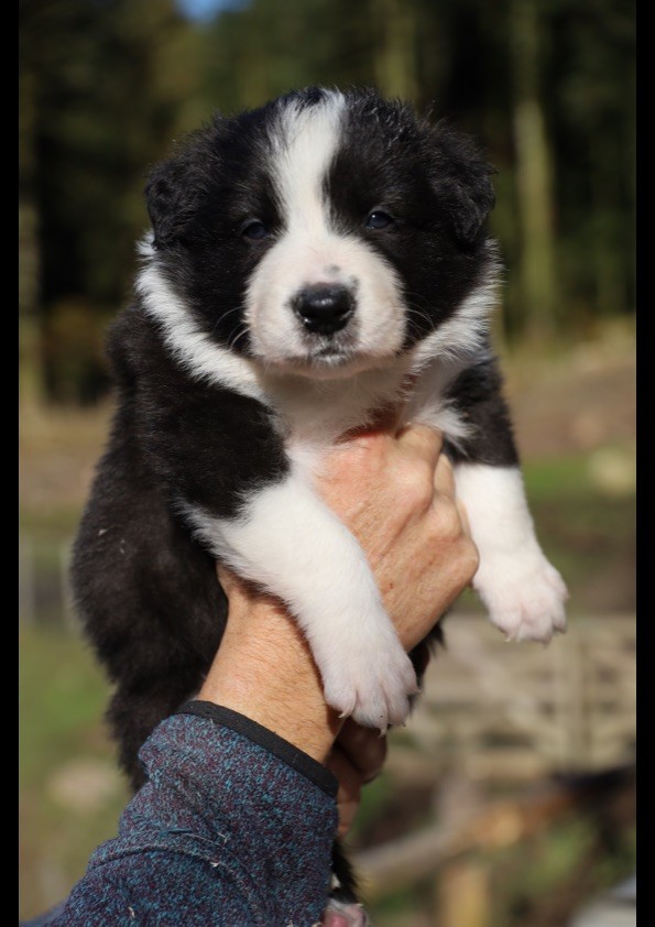 / FERME JEAN DES HOUX Lawrjaniec L - Chiot disponible  - Border Collie