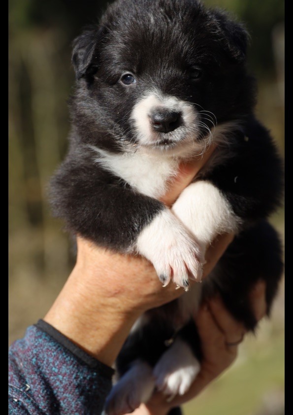 / FERME JEAN DES HOUX Lawrjaniec L - Chiot disponible  - Border Collie