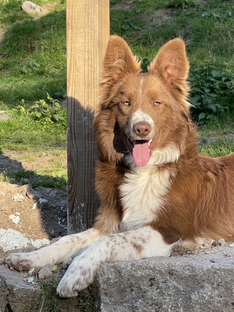 Attila (Sans Affixe)