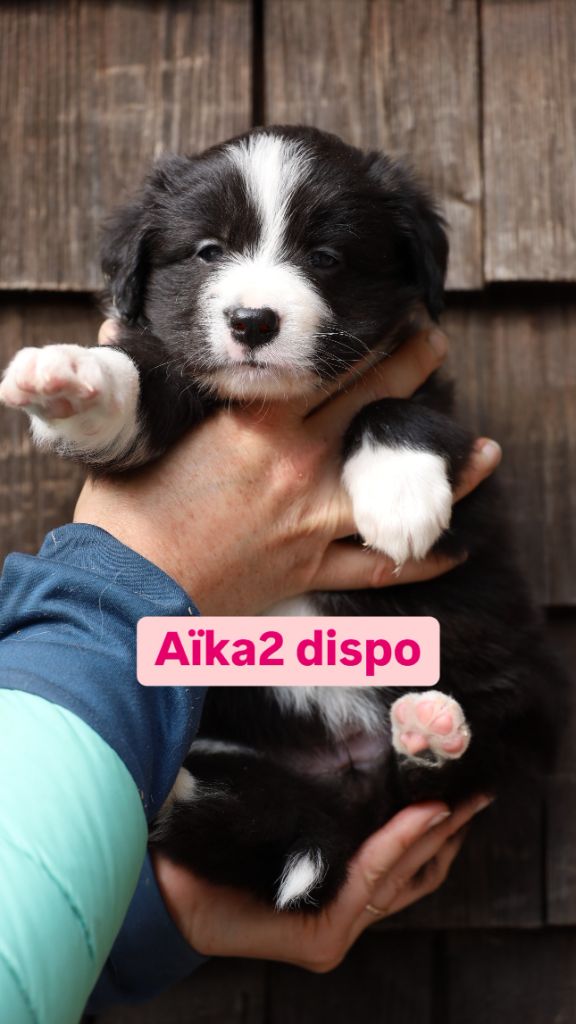 Laurent Lawrjaniec  - Chiots disponibles - Border Collie