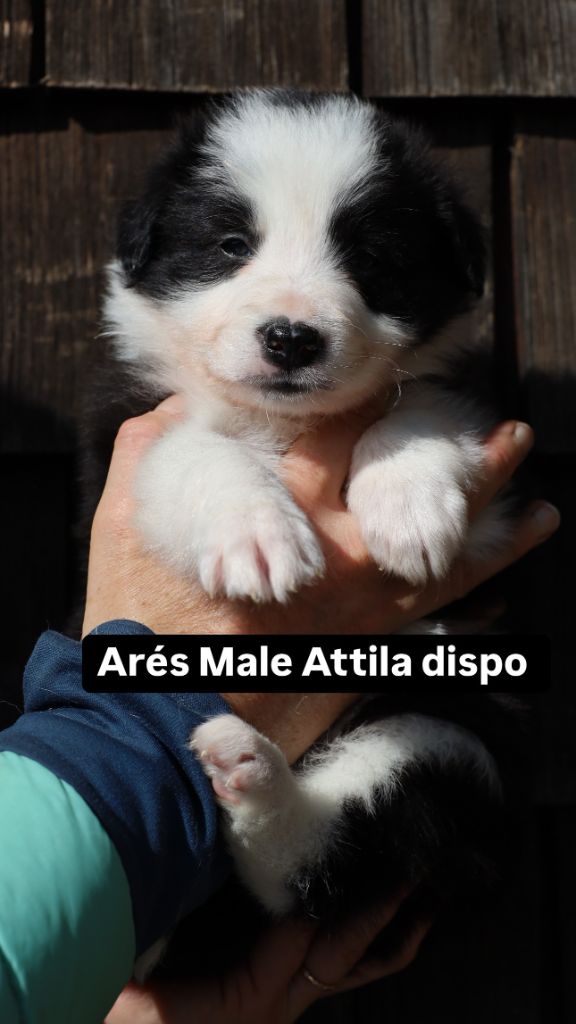 Laurent Lawrjaniec  - Chiots disponibles - Border Collie