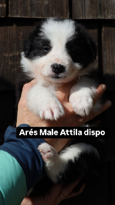 ARES