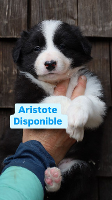 ARISTOTE