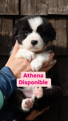 ATHENA