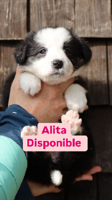 ALITA