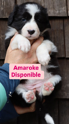 AMAROK
