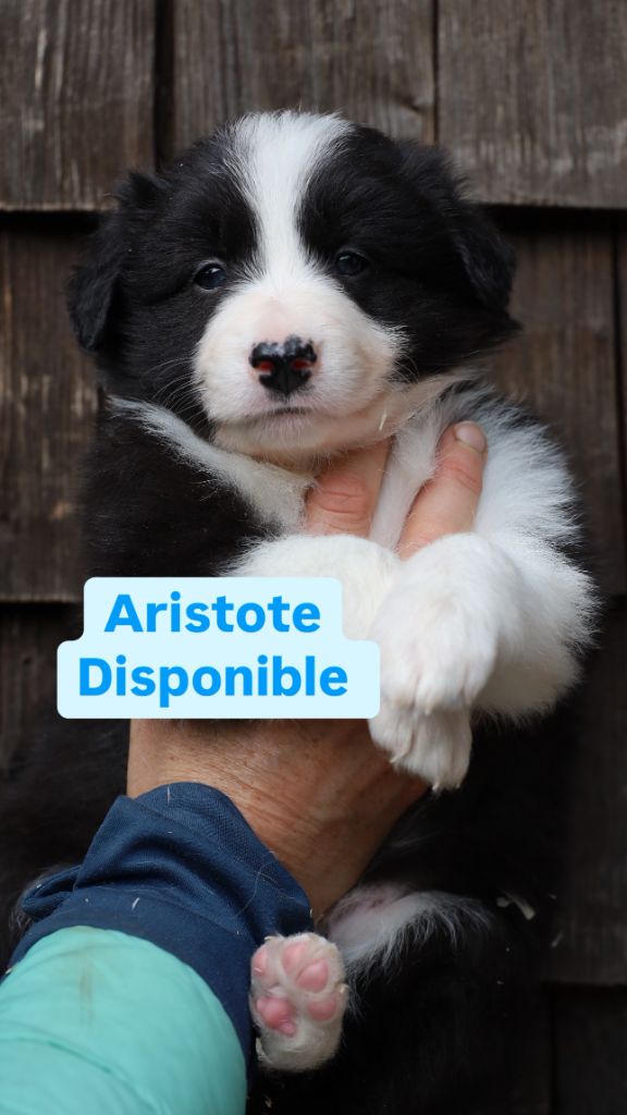 Laurent Lawrjaniec  - Chiots disponibles - Border Collie