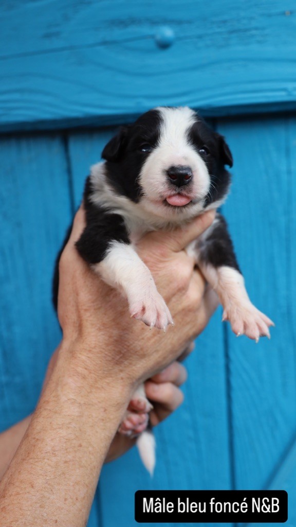 Laurent Lawrjaniec - Border Collie - Portée née le 04/10/2024